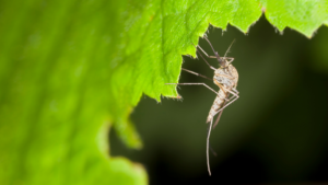 backyard mosquito control