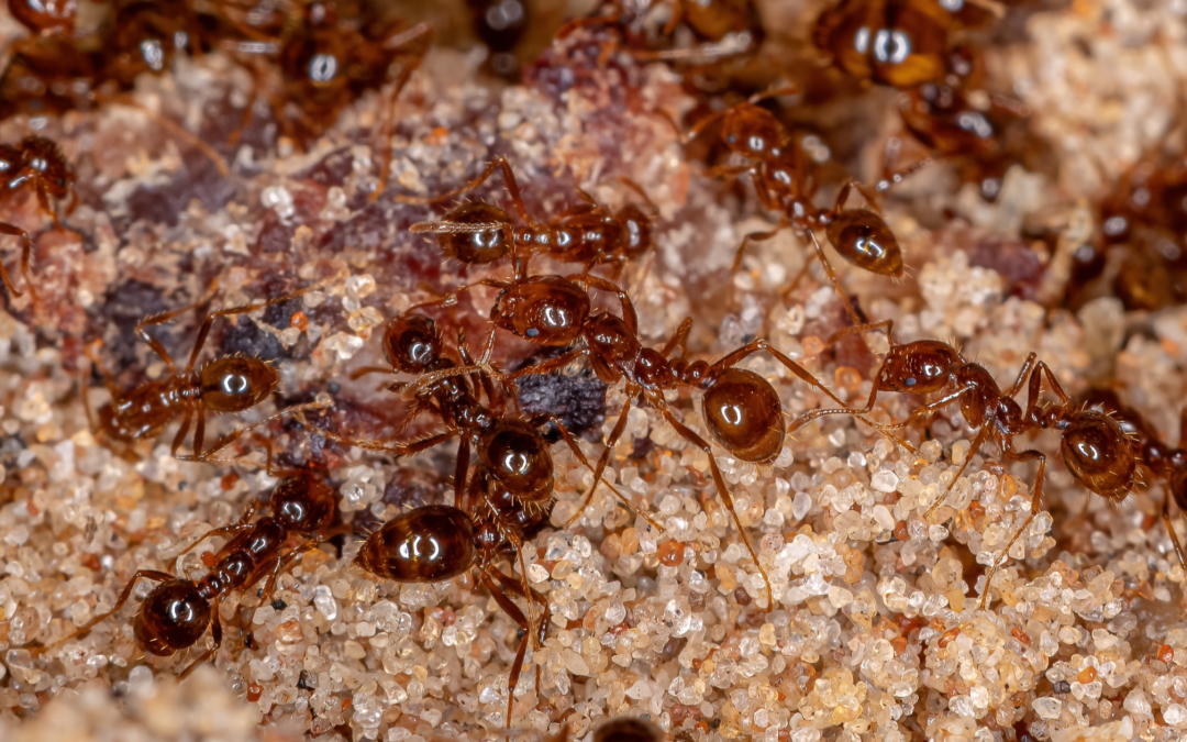 Effective Fire Ant Control For Your Yard