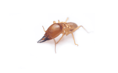 How Can I Prevent Drywood Termites in Florida?