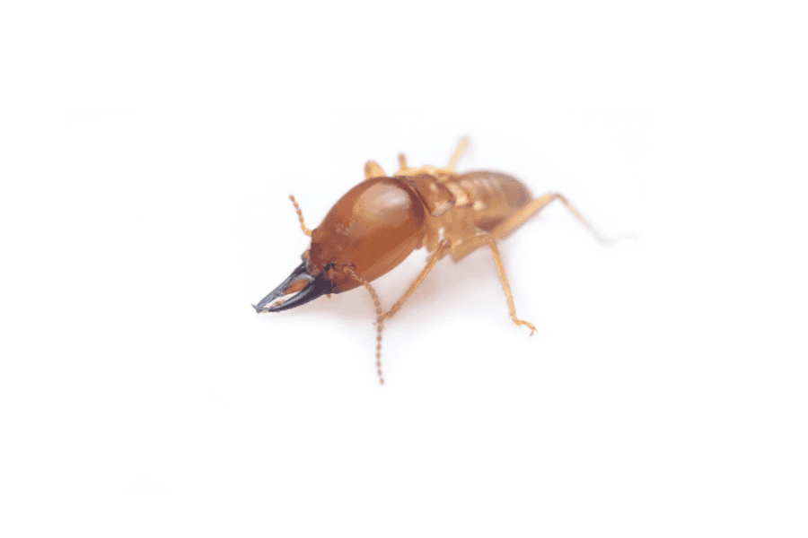 How Can I Prevent Drywood Termites in Florida?