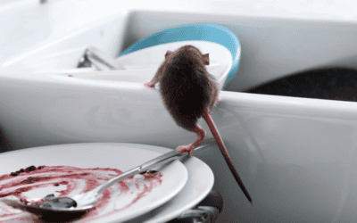 5 Reasons Rats Are Entering Your Florida Home