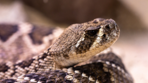 venomous snakes