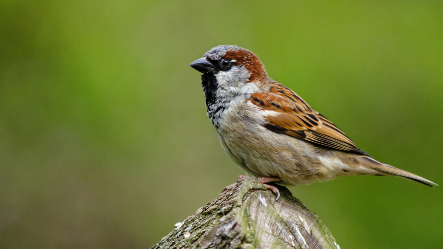 bird control