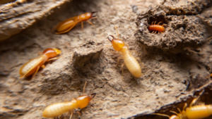 termite control