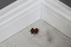 bug problem