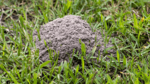 fire ants