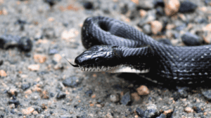 snake removal