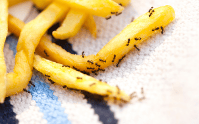 Summer Is the Season For Pests