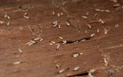 Protecting your Florida Home from Drywood and Subterranean Termites