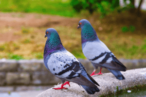 preventing birds