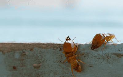 Effective Termite Control for Your Business