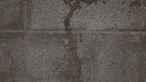 subterranean termites