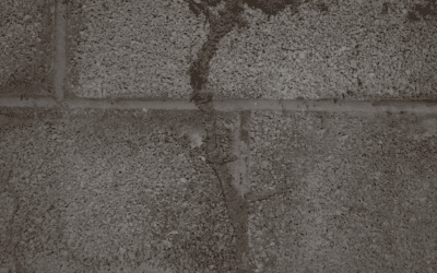 Which Treatment is Best for Subterranean Termites?