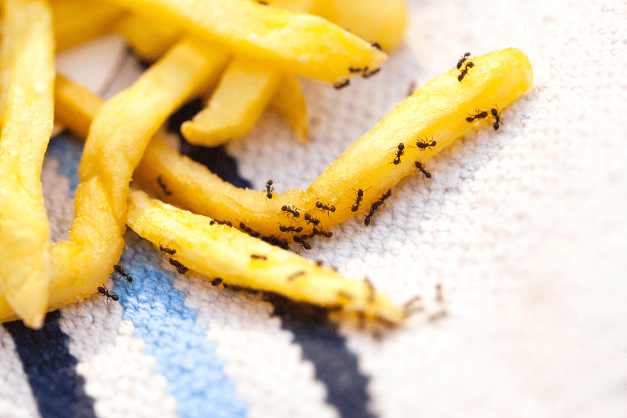 common household pests
