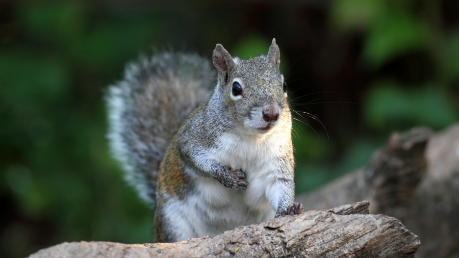 squirrel control