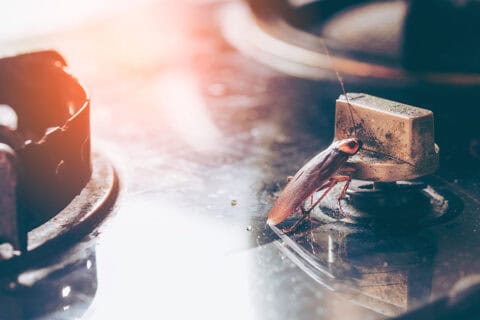 Why Are Roaches in My Florida Home? | Roach-Free Home