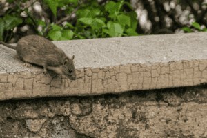 rodent-free