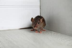 rodent prevention