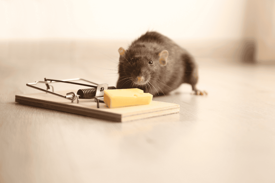 DIY pest control