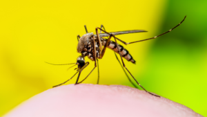 mosquito season in florida