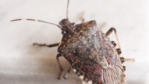 stink bug