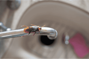 common pests in Auburn