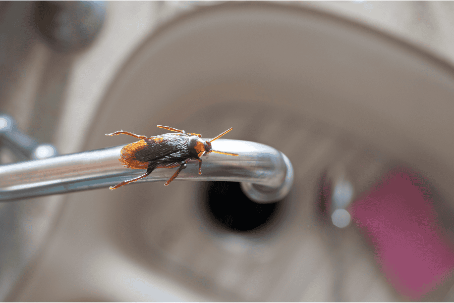 5 Common Pests Found in Auburn Homes
