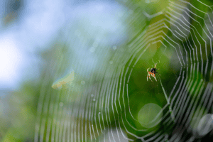 keep spiders out