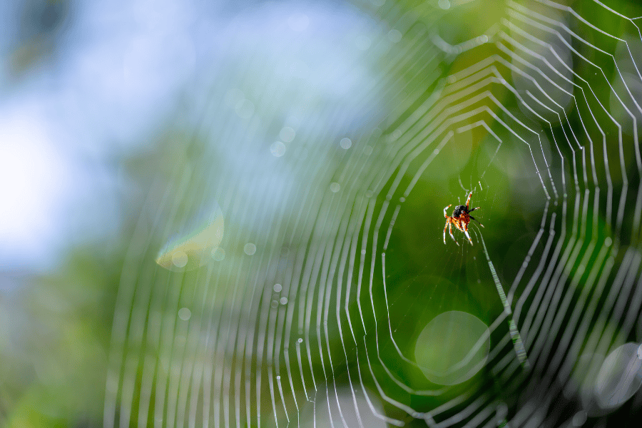 How to Stop Creepy Spiders from Taking Over My Naples Home