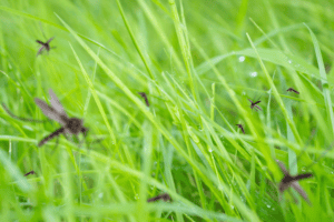 mosquito reduction