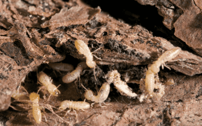 Protecting Your Auburn Home from Termites: What You Need to Know