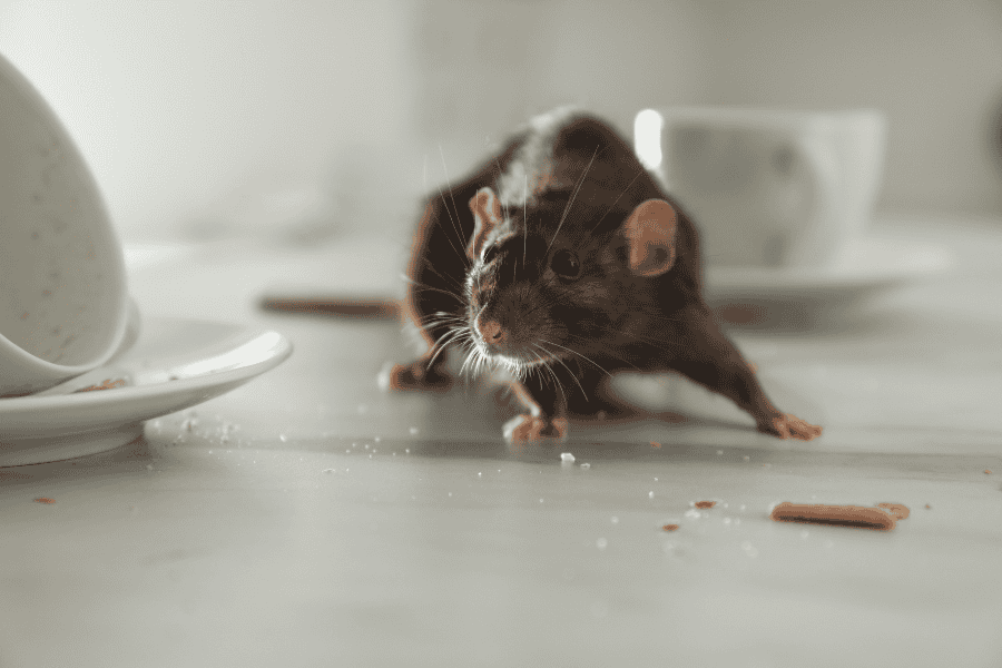 Keeping Your Auburn Home Rodent-Free: Tips for Winter Months