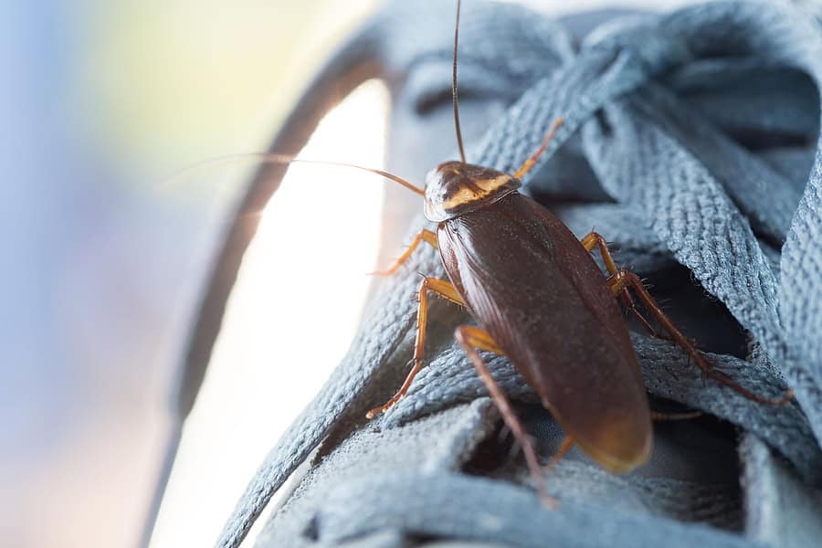 Common Types of Roaches in Fort Myers Homes