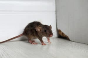 what attracts rodents