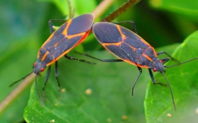 FAQs About the Boxelder Bug