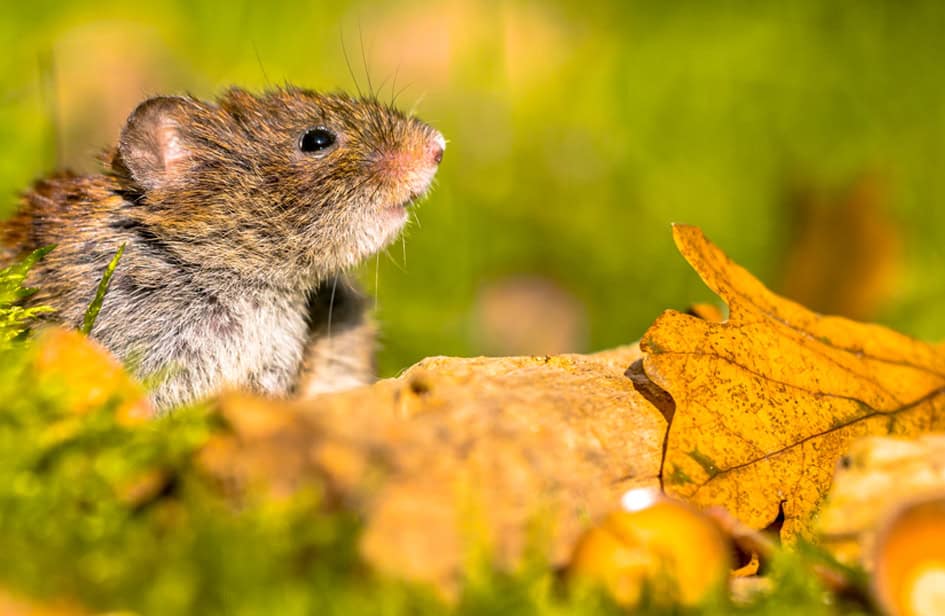 Autumn Armory: Protect Your Florida Home from Fall Pests