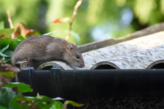 Dealing with Rodents in Bonita Springs: A Homeowner’s Guide
