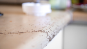 pest control services