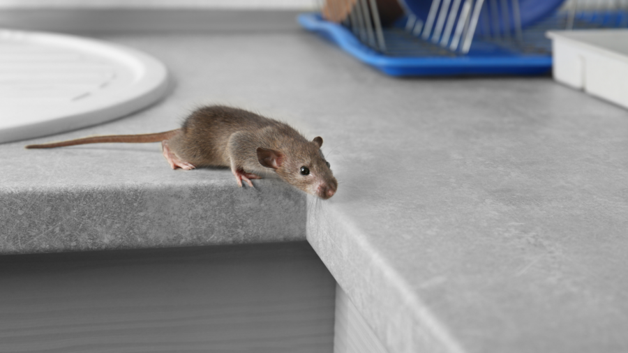 Rodent Control in winter