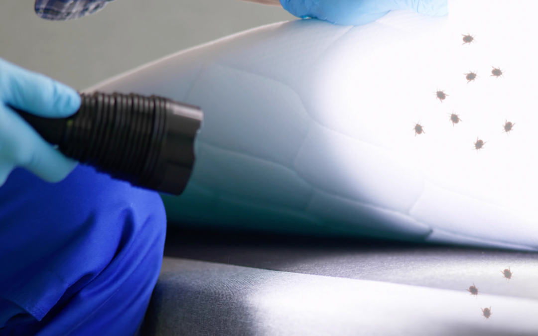 How To Prepare For A Bed Bug Treatment