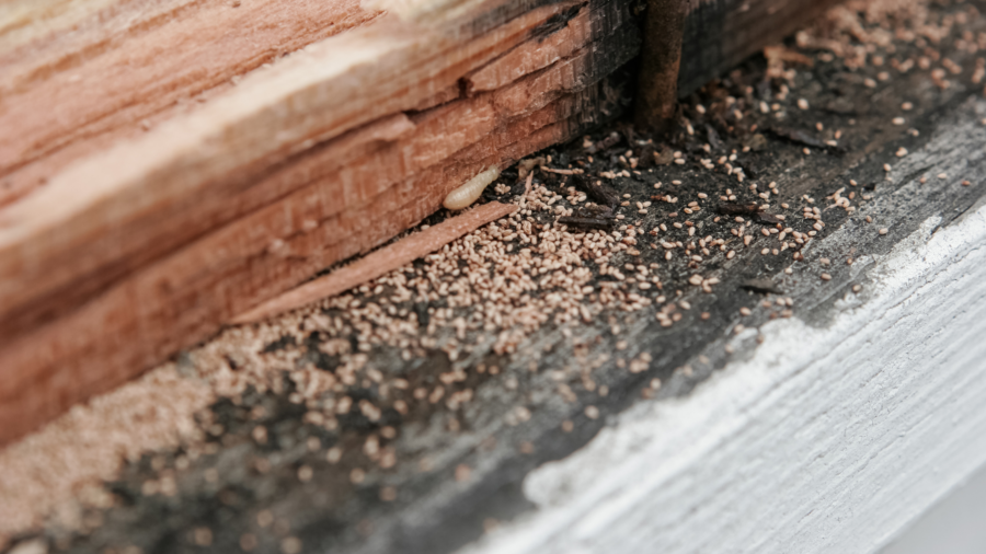 termite inspectors