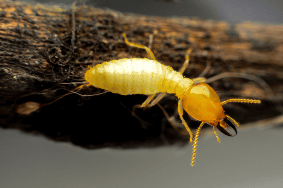 Common Pest Problems in Broward: What Homeowners Should Know