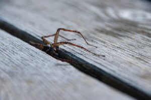 spider activity