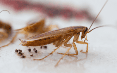 Why Is The German Cockroach So Hard To Eliminate?