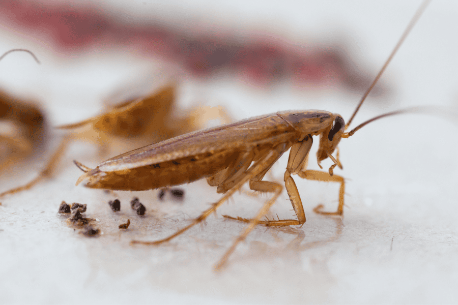 Why Is The German Cockroach So Hard To Eliminate?