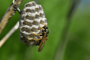 paper wasp