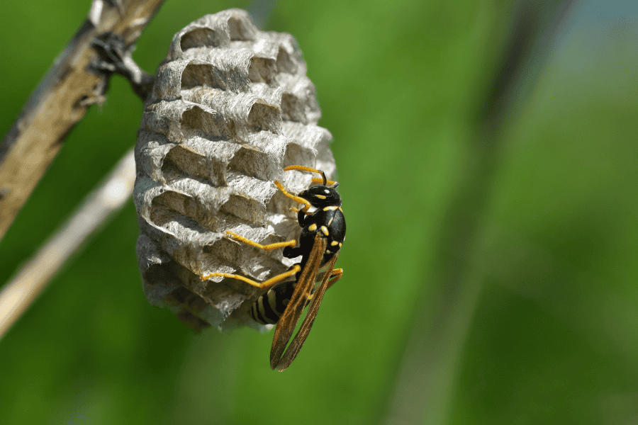 When Are Paper Wasps Most Aggressive?
