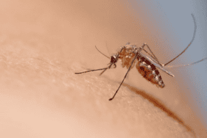 eco-friendly mosquito control