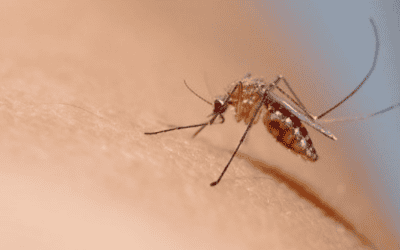 Eco-Friendly Mosquito Control Solutions for Florida: A DIY Guide