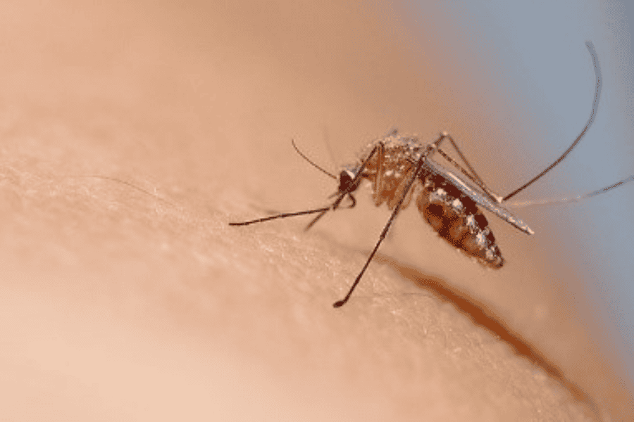 Eco-Friendly Mosquito Control Solutions for Florida: A DIY Guide